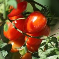 orto pomodori
