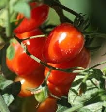 orto pomodori