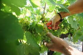 vendemmia