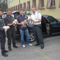 Cuccioli sequestrati da Guardia di Finanza al valico di Fernetti (Trieste)