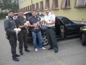 Cuccioli sequestrati da Guardia di Finanza al valico di Fernetti (Trieste)