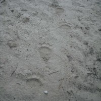 Orme dell'orso che ha attraversato la media pianura friulana, da Codroipo (UD) a Fogliano Redipuglia (GO) - 13/05/2015 (Foto Umberto Fattori Regione FVG)