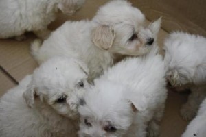 cuccioli maltesi